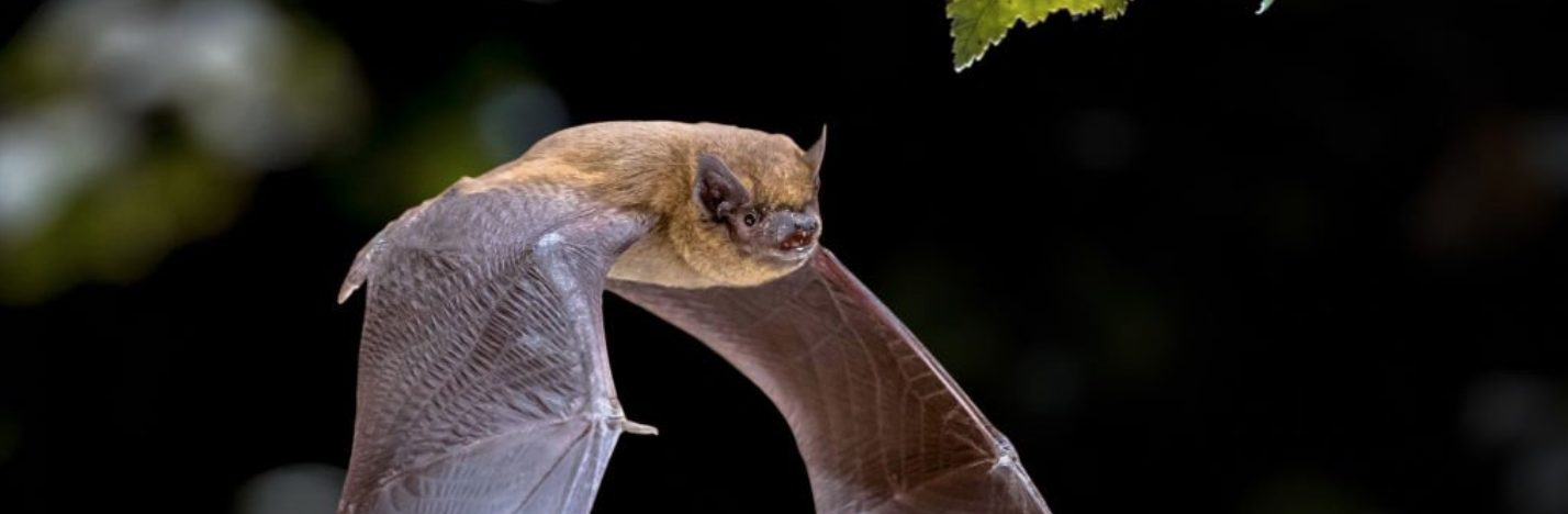 chauve-souris