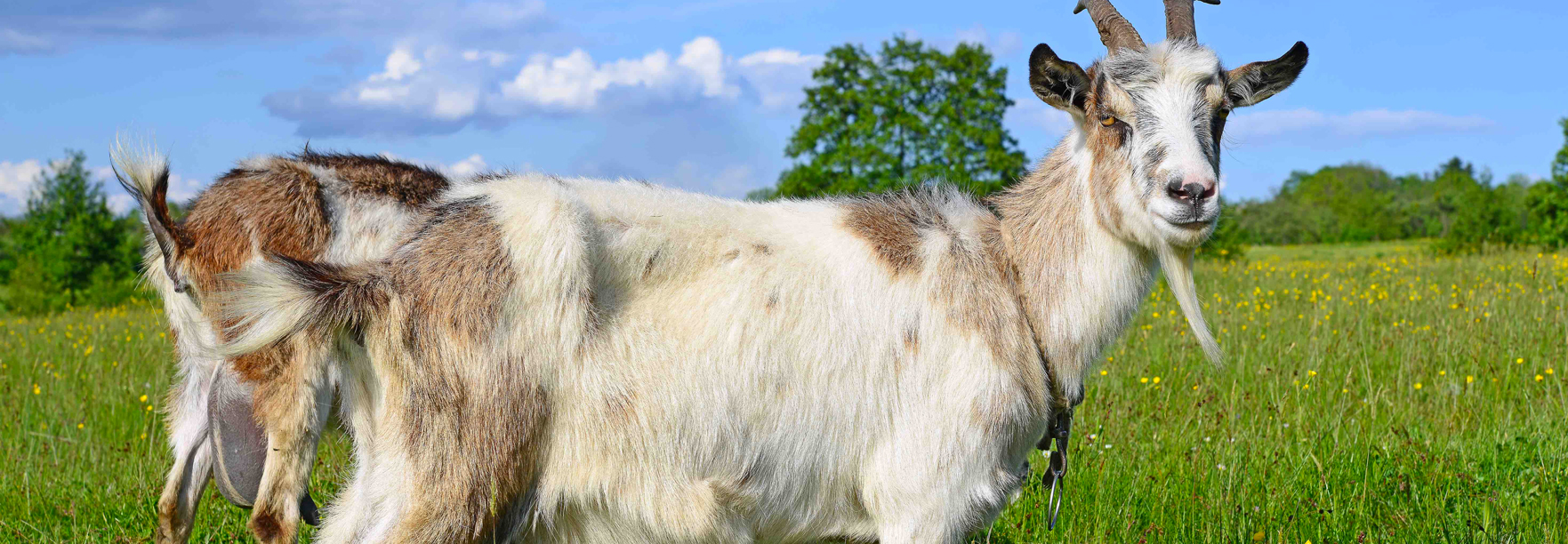 7 Conseils pour bien accueillir des chèvres - Le Fonds Saint-Bernard