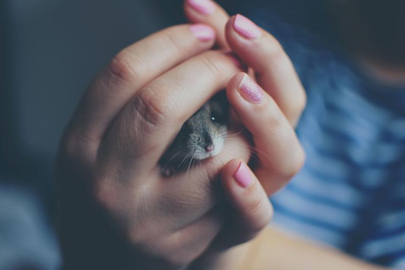 devenir famille d'accueil animaux