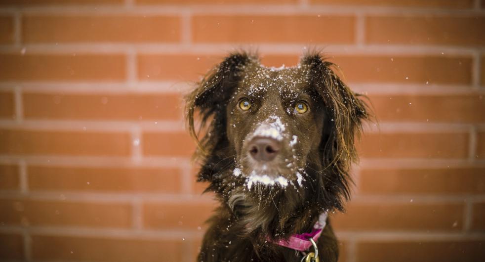 chien dehors froid