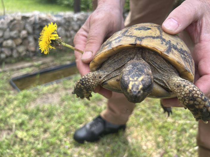 adopter une tortue