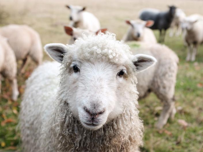 adopter mouton chèvre cochon poule