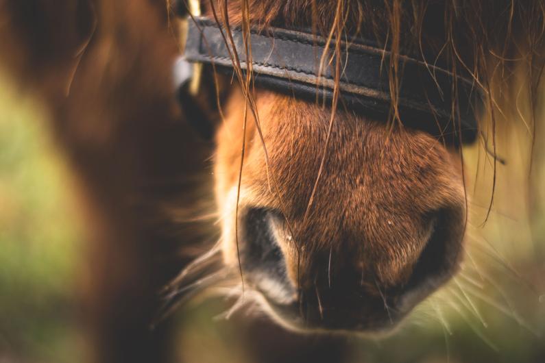 adopter cheval poney âne 