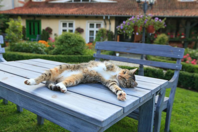 comment empêcher son chat de s'éloigner