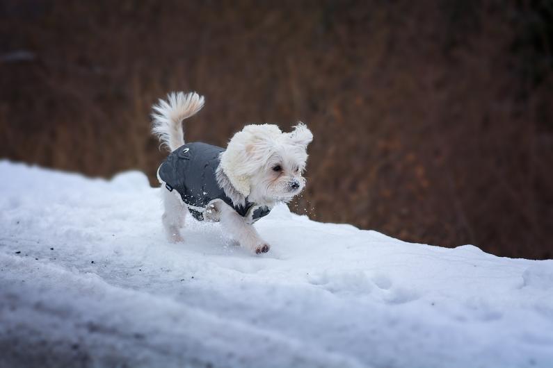 chien hiver manteau froid animaux