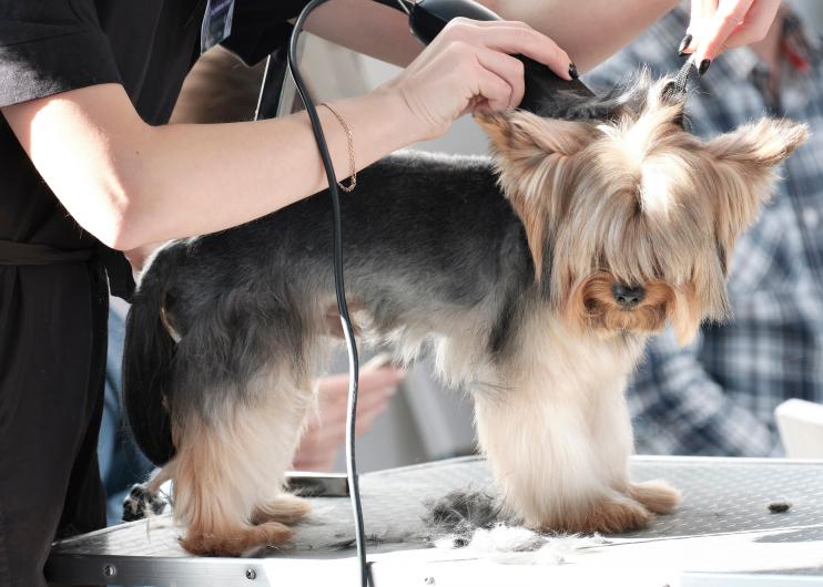 Toiletteur canin