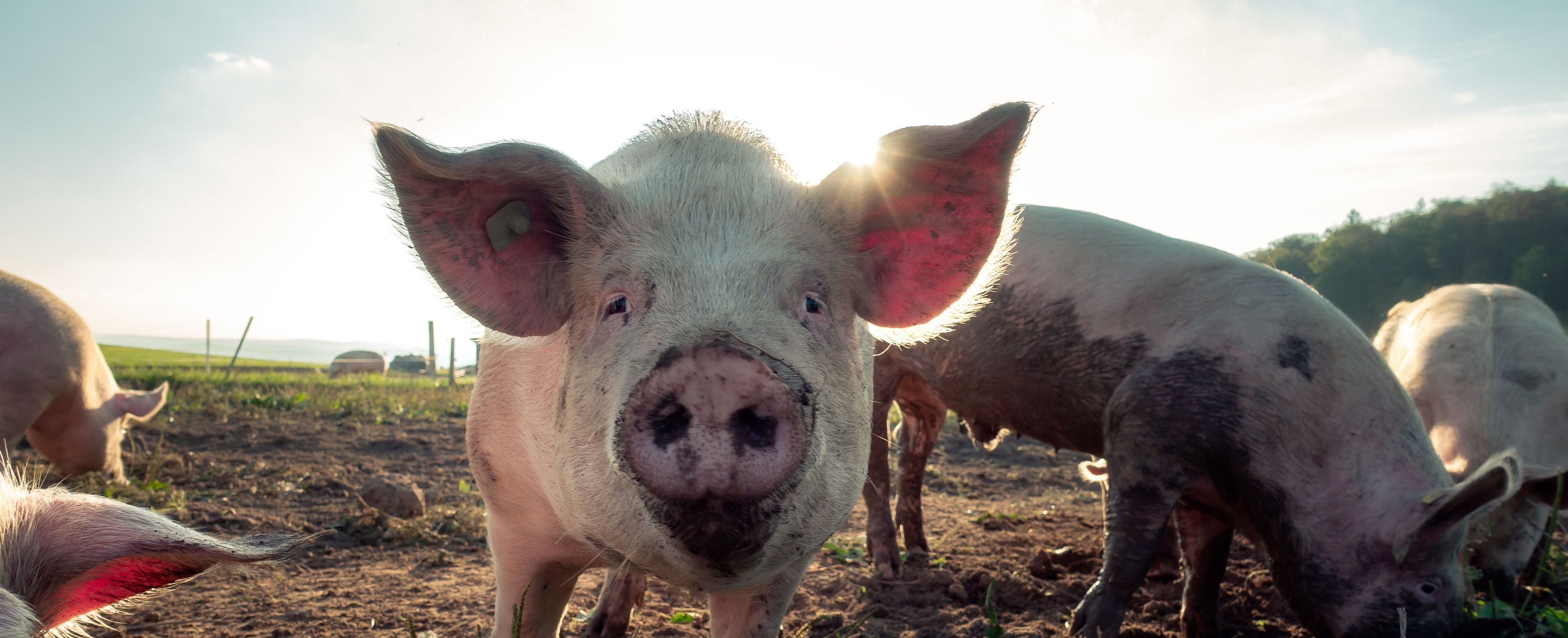 Cochon Vietnamien : Tout Savoir sur lui ! - Blog