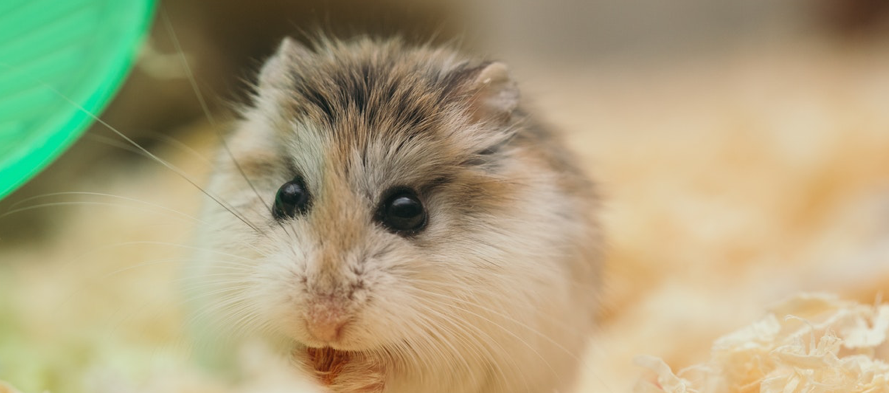 Combien coûte la nourriture pour hamster ?